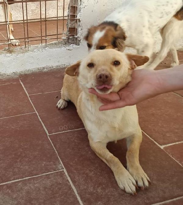 Bobo Cagnolino Taglia Piccola